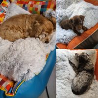 IMG_20210126_132449_284 drei Hunde