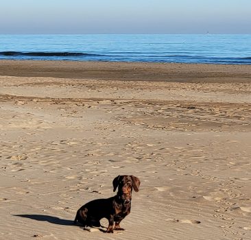 Pablo am Strand