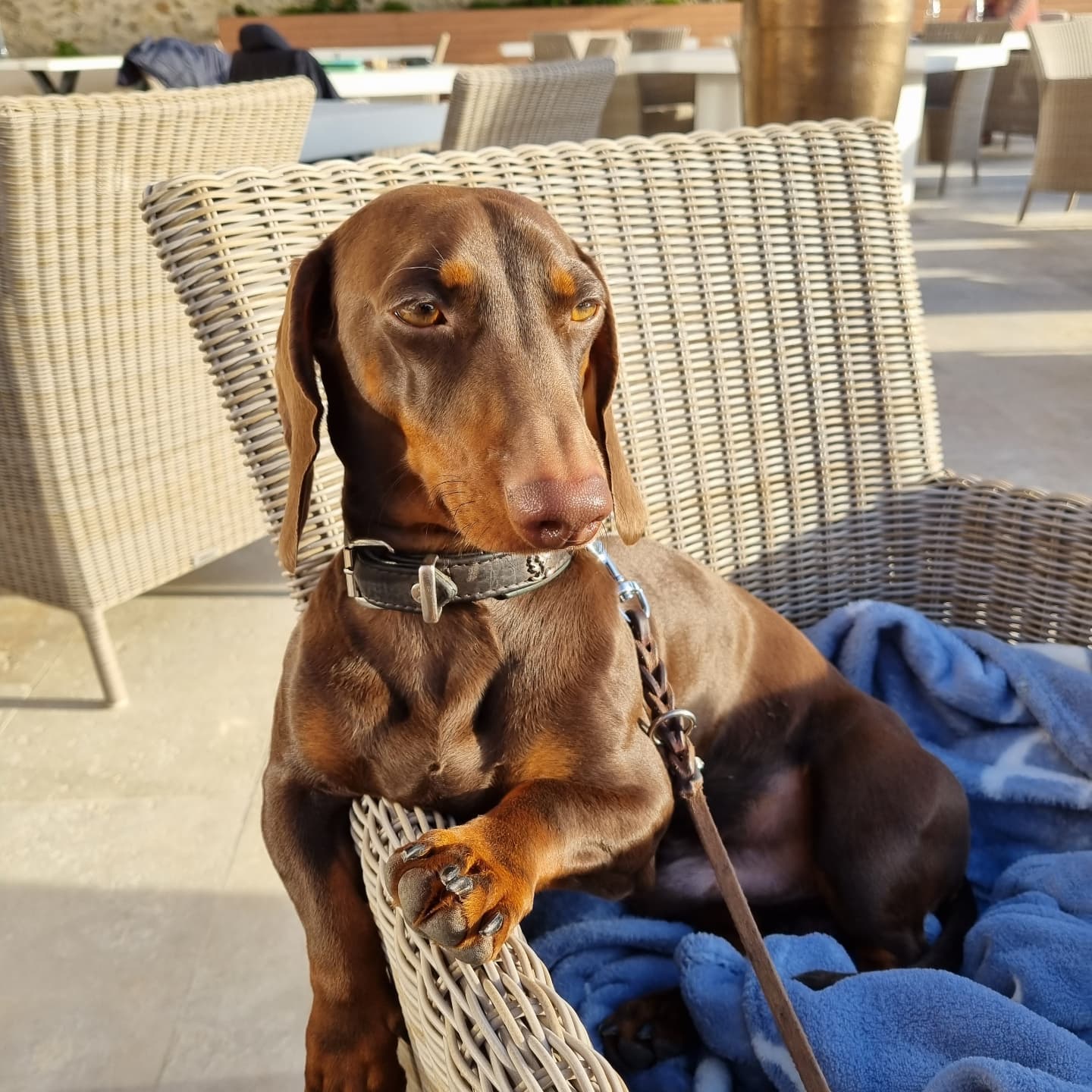 Pablo lässig im Chateau